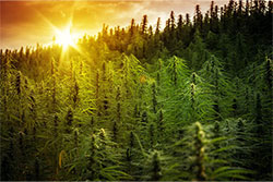 cannabis business startup